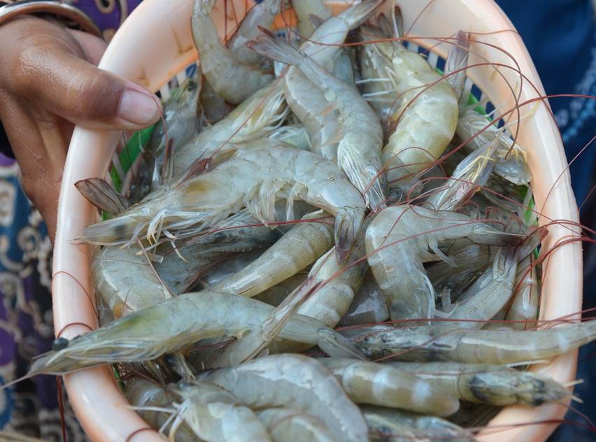 Premium Vannamei Shrimp IQF